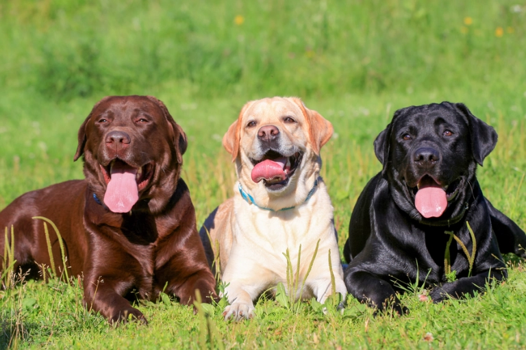 labrador dog breed labrador dog breed