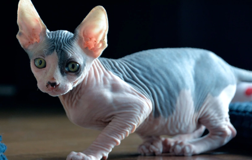 Sphynx cat care