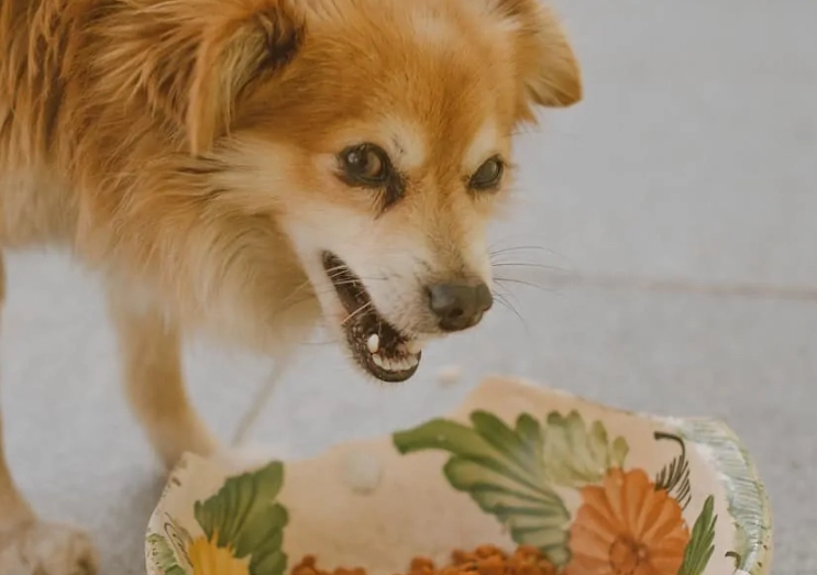 limited ingredient dog food