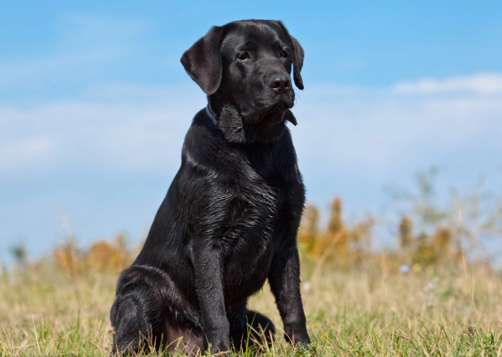 labrador retriever guide labrador retriever guide
