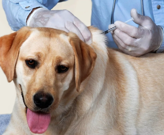 dog vaccination schedule dog vaccination schedule