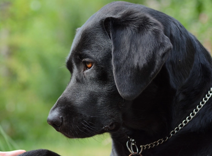 labrador retriever guide labrador retriever guide