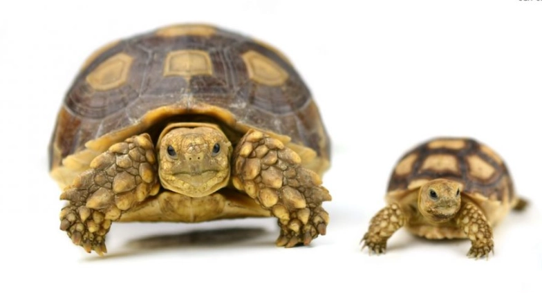 how long does a turtle live