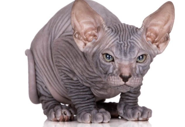 Sphynx cat care