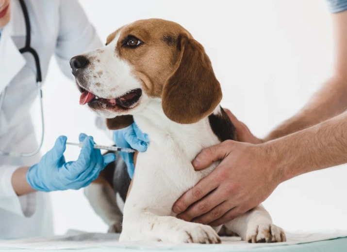 dog vaccination schedule dog vaccination schedule