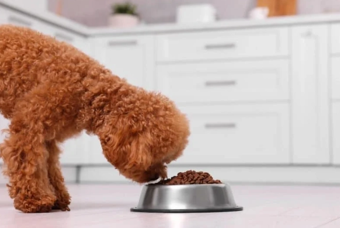 best dog food for allergies