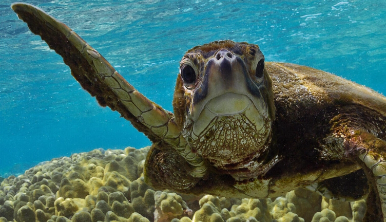 how long does a turtle live