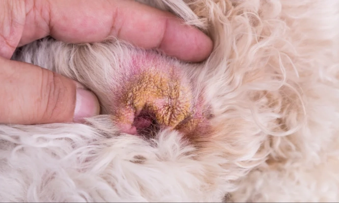 canine dry skin causes
