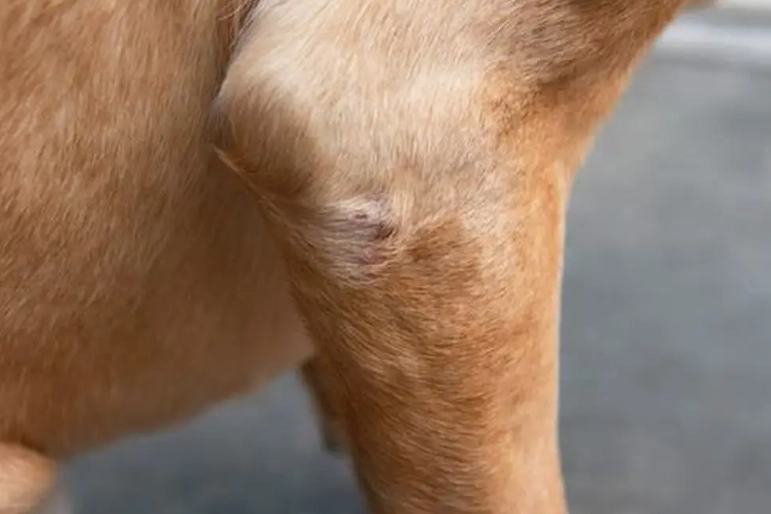 dog dry skin treatment