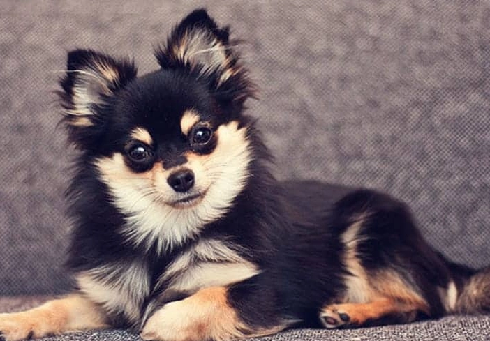 Pomeranian Chihuahua Mix