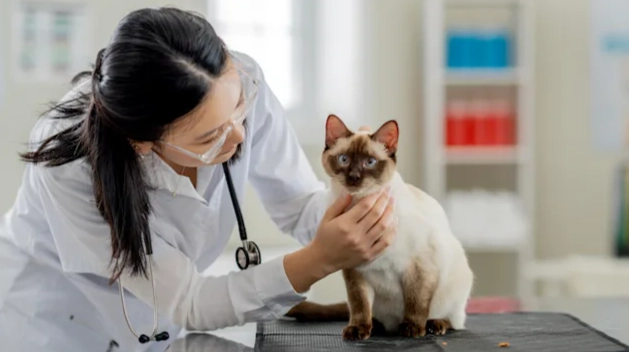 safe pain meds for cats