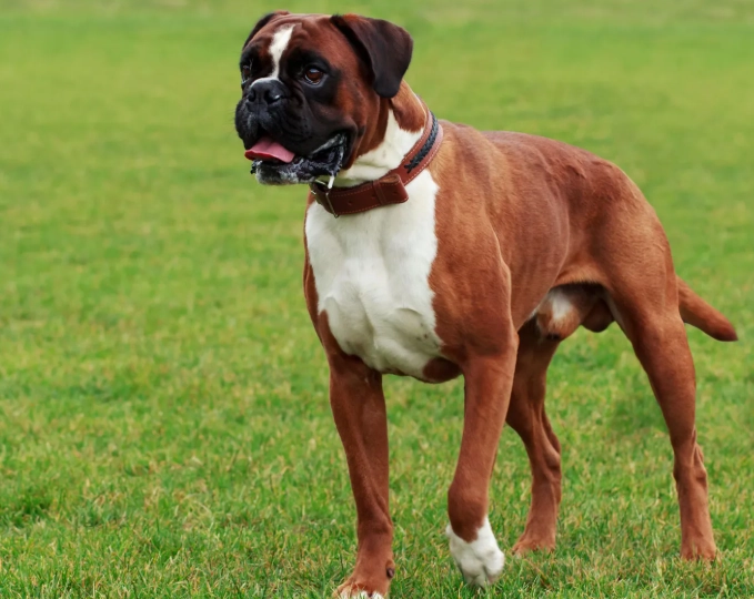 Boxer dog breed