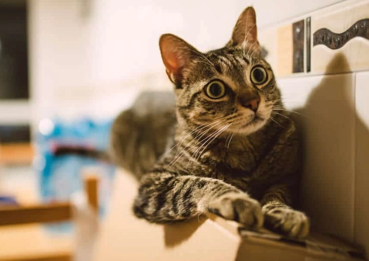 hyperesthesia in cats treatment hyperesthesia in cats treatment