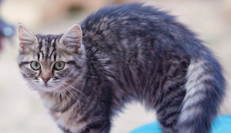 hyperesthesia in cats treatment hyperesthesia in cats treatment