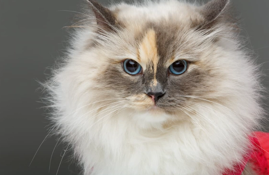 fluffy cat breeds fluffy cat breeds