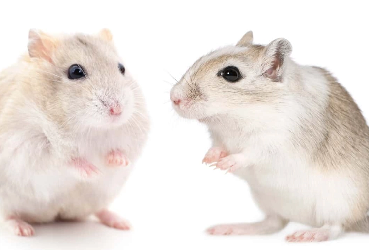 hamster vs gerbil as pets