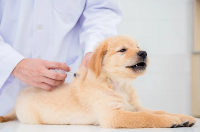 fvrcp vaccine schedule