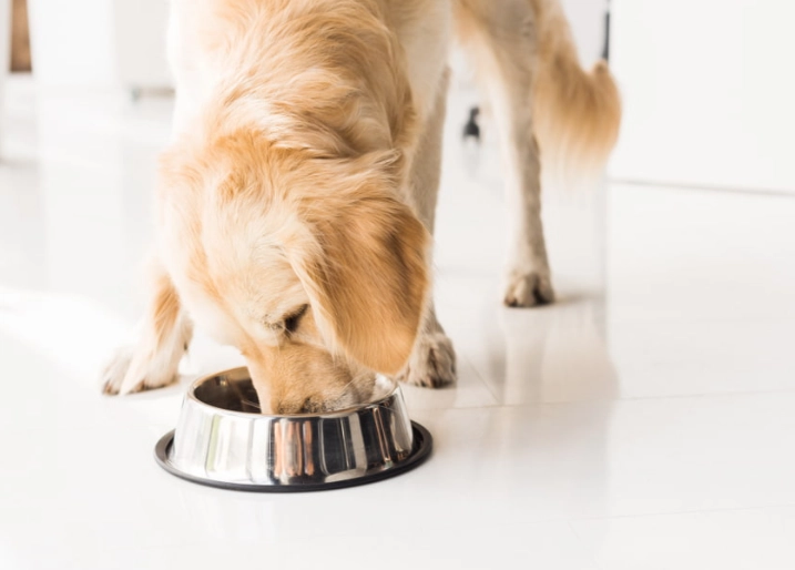 is ginger safe for dogs is ginger safe for dogs