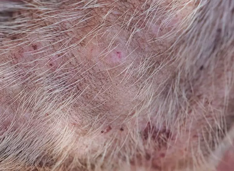 canine dry skin causes