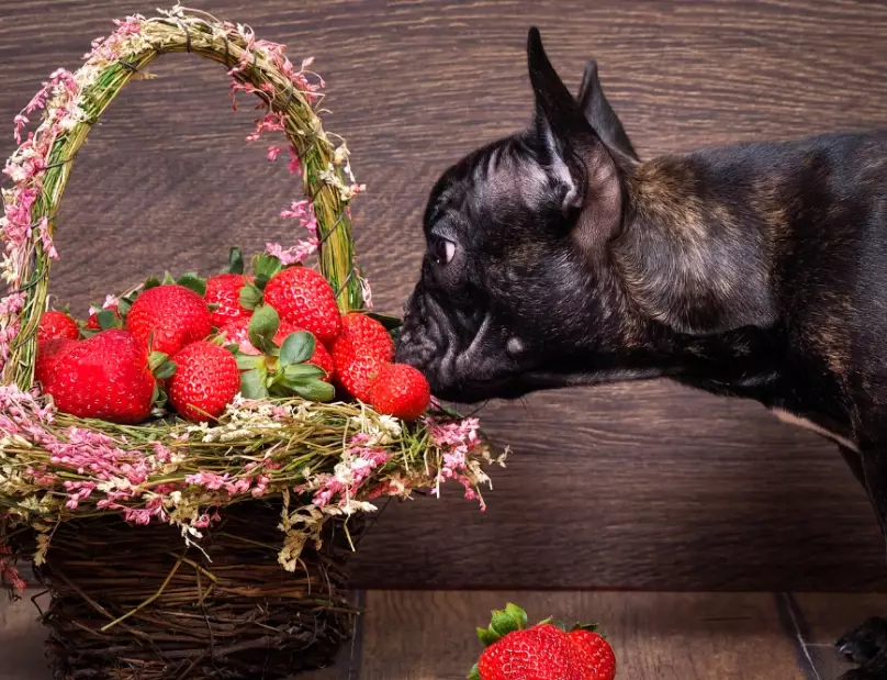 strawberries for dogs