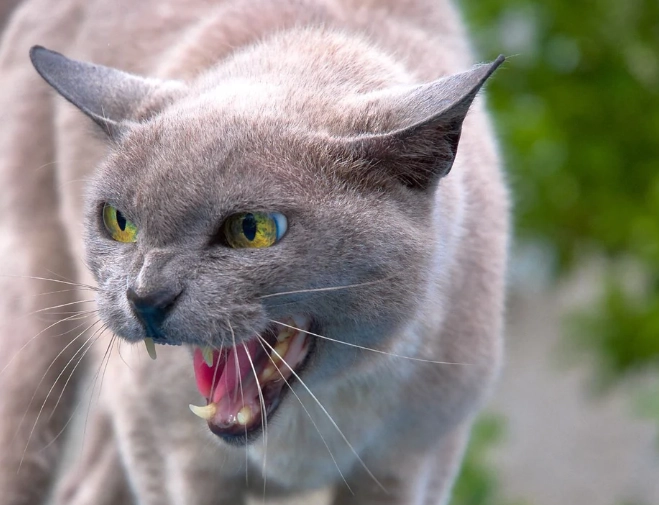 cat skin rolling cat skin rolling