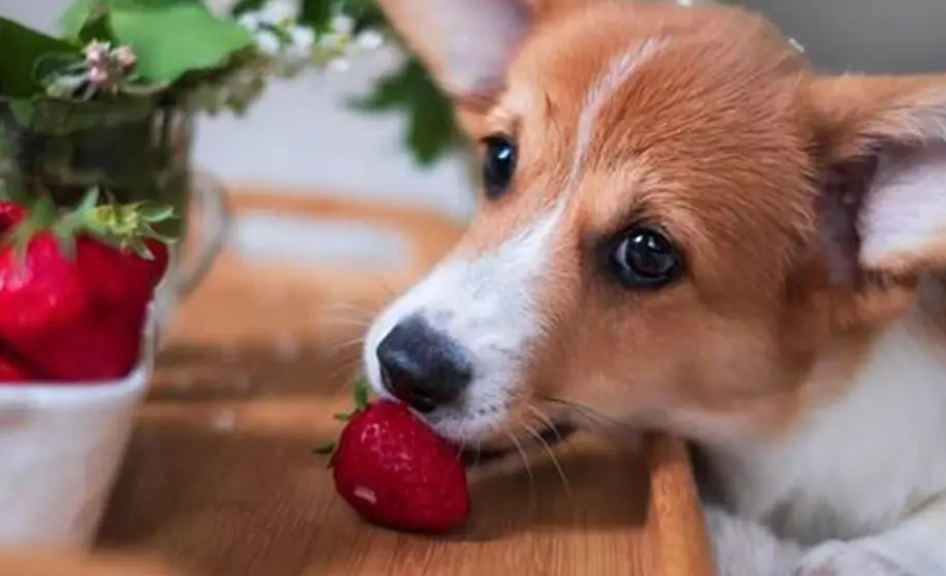 can dogs eat strawberries