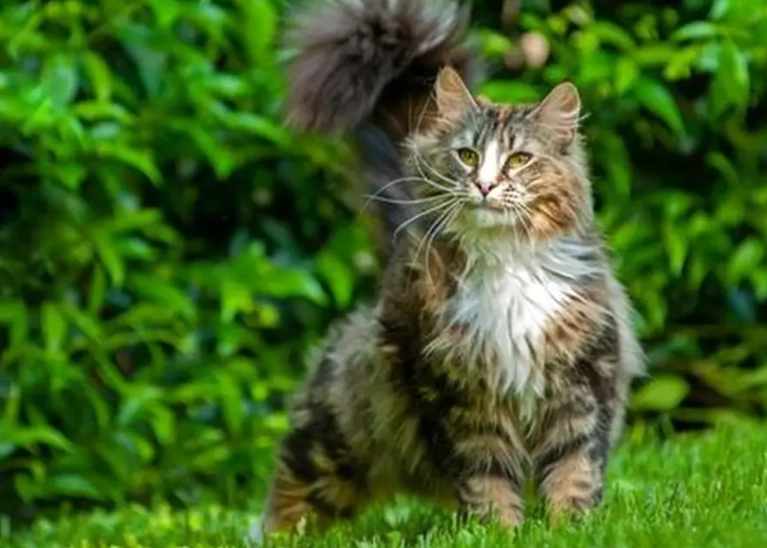 fluffy cat breeds fluffy cat breeds