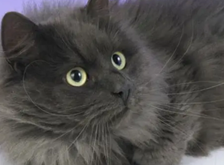 cat grooming long hair cat grooming long hair