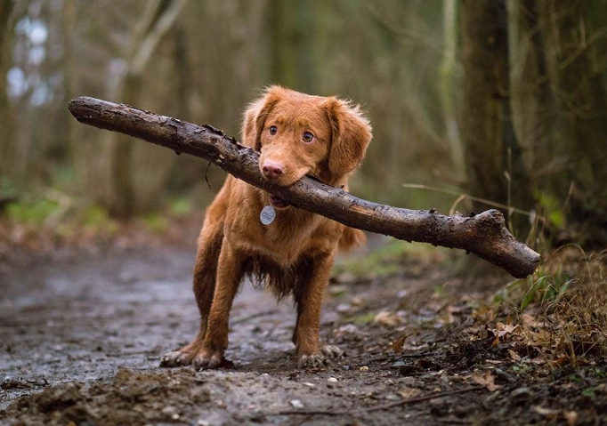 ginger for dogs ginger for dogs