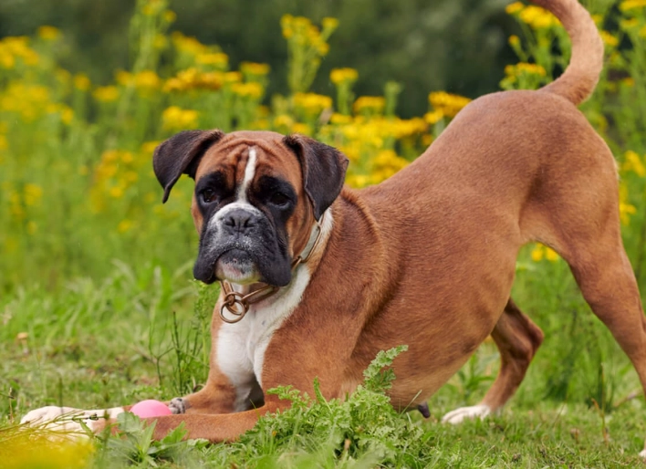 Boxer dog temperament