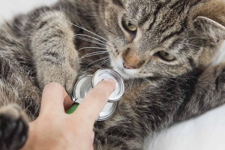 cat skin rolling cat skin rolling