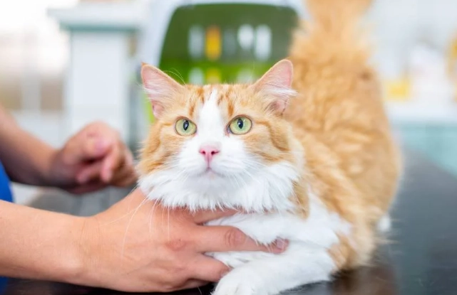 cat skin rolling cat skin rolling