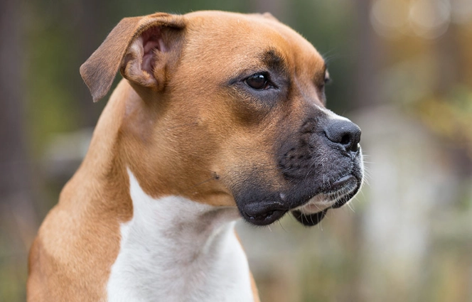 Boxer dog temperament