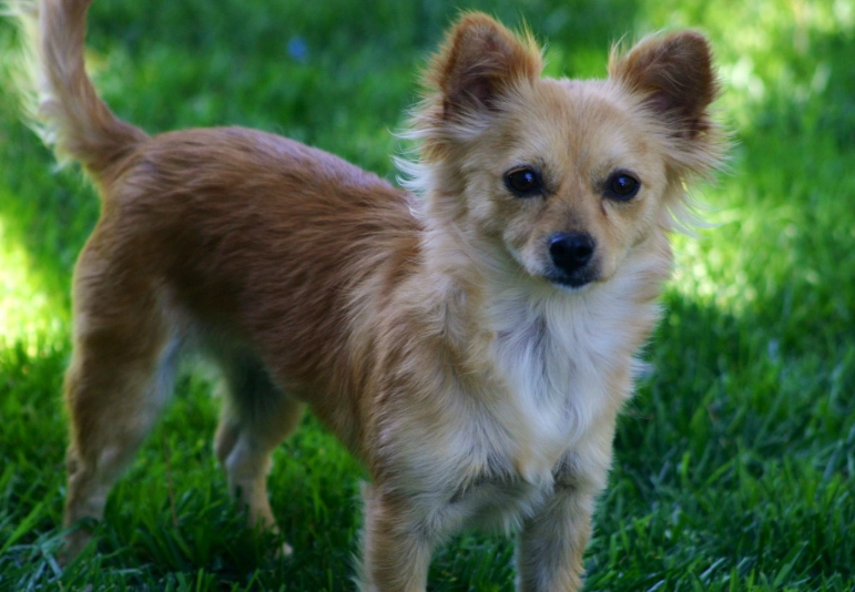 Pomeranian Chihuahua Mix