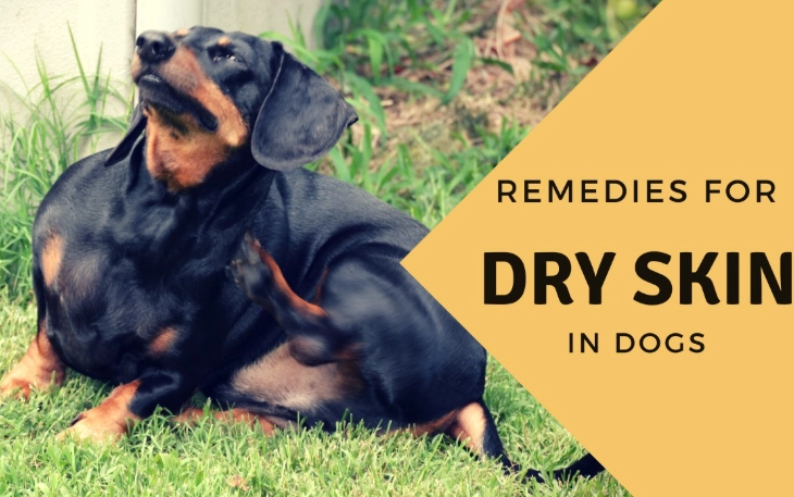 dog dry skin treatment