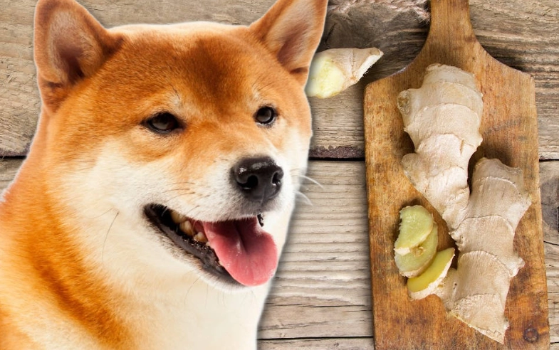 is ginger safe for dogs is ginger safe for dogs