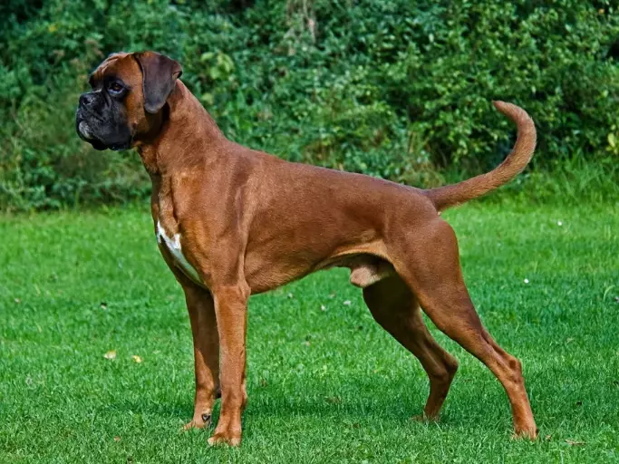 Boxer dog health issues