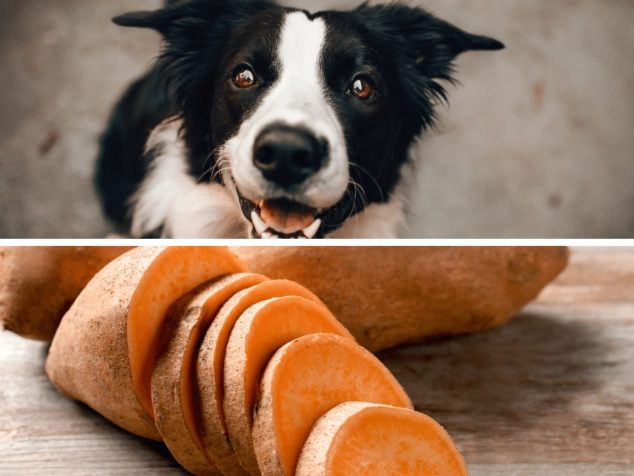 sweet potato dog treats