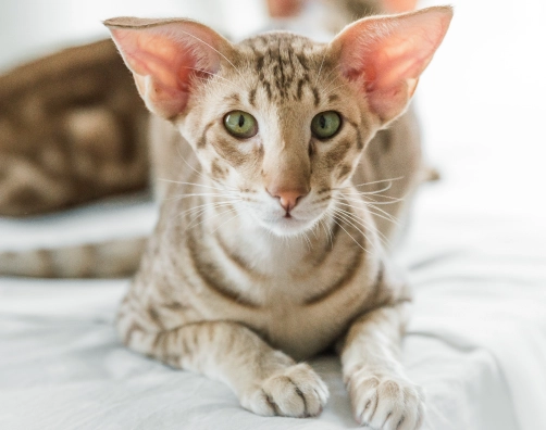 cat skin rolling cat skin rolling