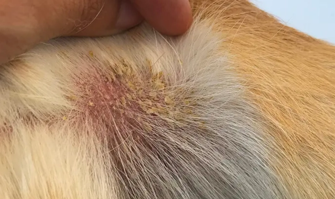 dog dry skin treatment