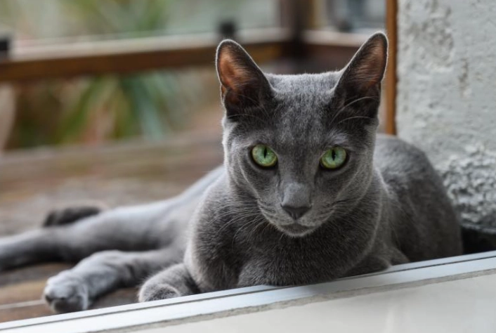 hyperesthesia in cats treatment hyperesthesia in cats treatment