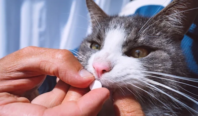 pain relief for cats