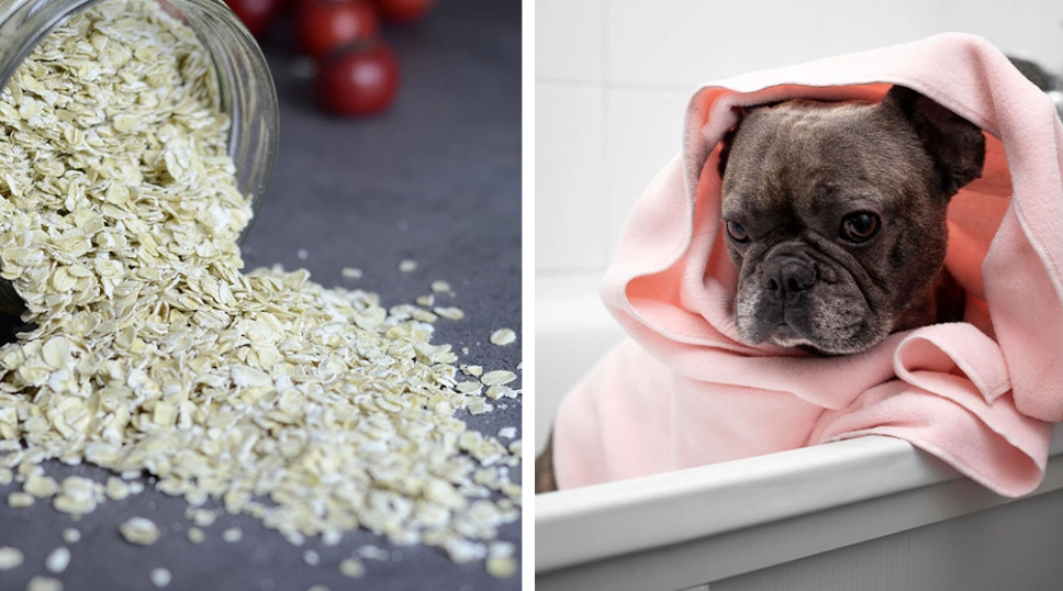 can dogs eat oatmeal