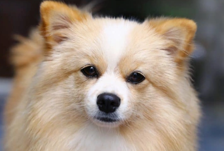 Chihuahua Pomeranian Mix