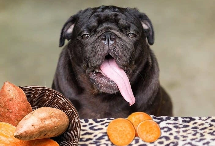 can dogs eat sweet potatoes