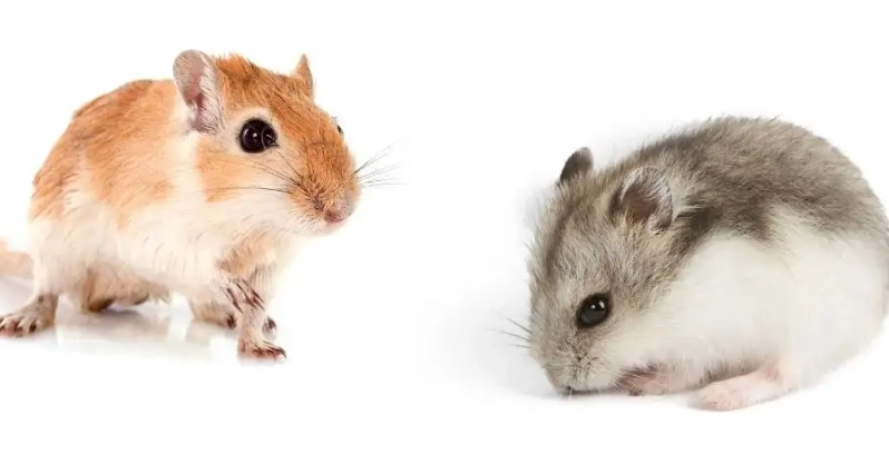 choosing between gerbil and hamster