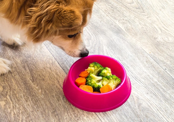 is ginger safe for dogs is ginger safe for dogs