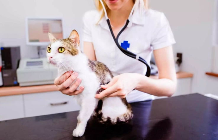 hyperesthesia in cats treatment hyperesthesia in cats treatment
