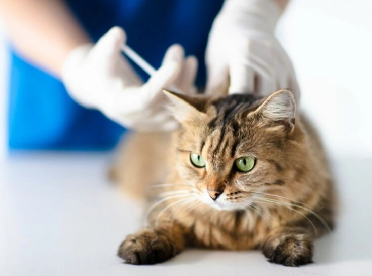 fvrcp vaccine side effects