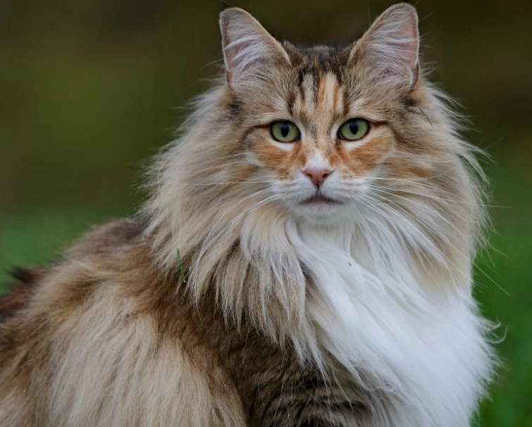 cat grooming long hair cat grooming long hair